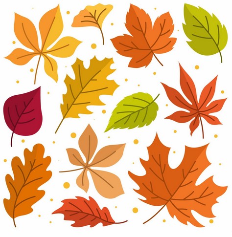 fall leaves